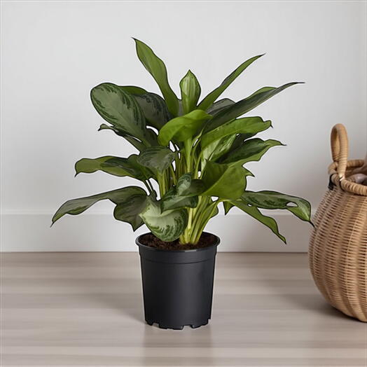 Aglaonema Silver