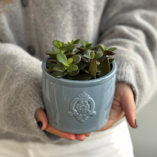 Красула Minor