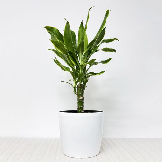 Драцена Голден Кост в белом кашпо с АВТОПОЛИВОМ, высота 50-55 см