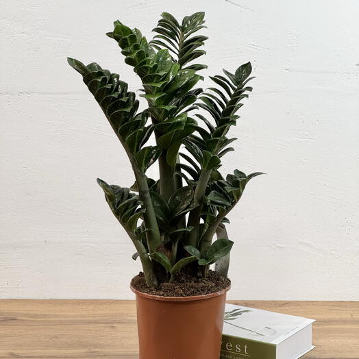 Замиокулькас Зензи Д:17CM