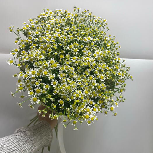 Моно букет из Танацетума (ромашки)