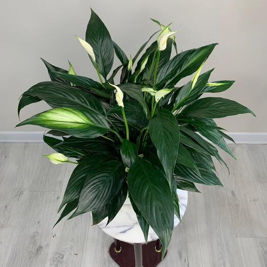 Спатифиллиум Купидо