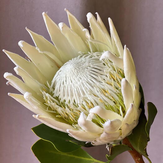 🤍Royal white protea exotic African Rose flowers gift for a woman, beloved girlfriend, wife, mom bouquet