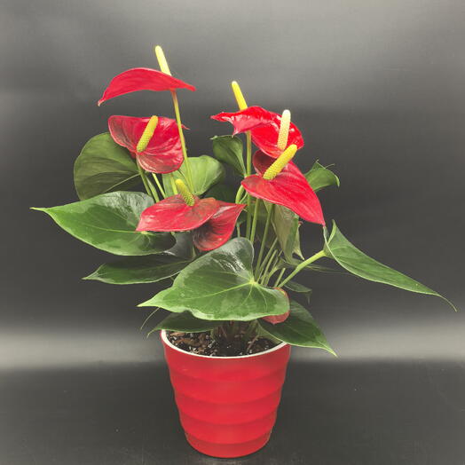 Антуриум Адрианум в красном кашпо