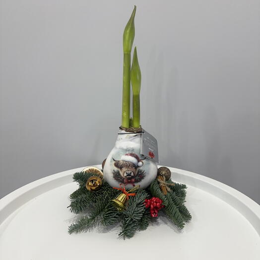 Луковица Амариллиса в воске ♥️🤍