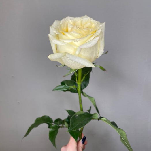 Роза Сливочная пион Candlelight