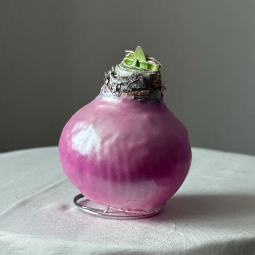 Цветущая луковица амариллиса в розовом сияющем воске