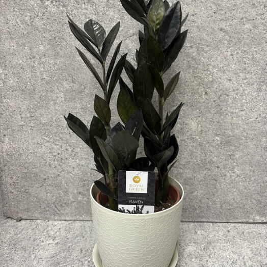 Замиокулькас Black Raven в кашпо