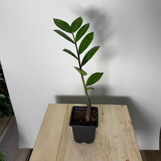 Замиокулькус черный принц мини