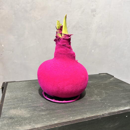 Луковица амарилиса