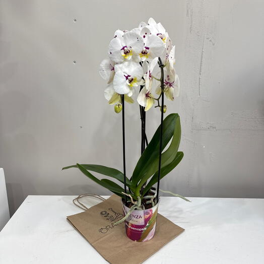 Орхидея Phalaenopsis / двойной каскад