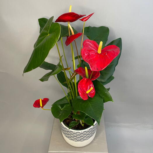 Горшечное растение «Антуриум». Комнатное