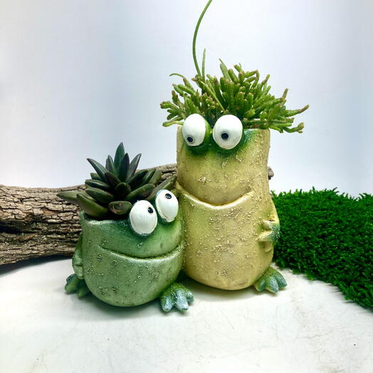 Суккуленты в кашпо лягушки