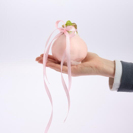 Луковица амариллиса в розовом воске. Готовый подарок в красивой упаковке