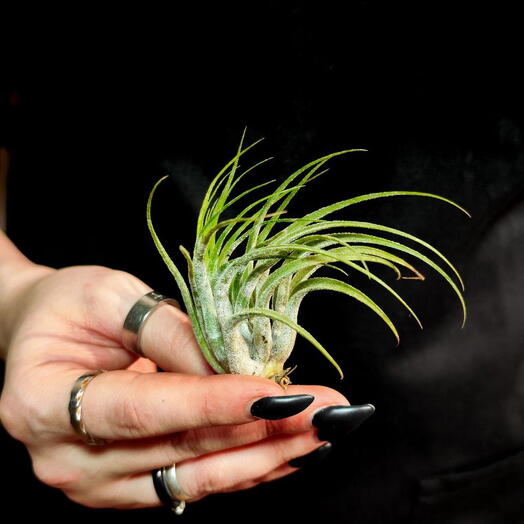 Тилландсия Ионанта Скапоза (Tillandsia Ionantha Scaposa)