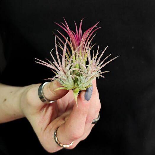 Тилландсия Ионанта Красная Болл (Tillandsia Ionantha Red Ball)