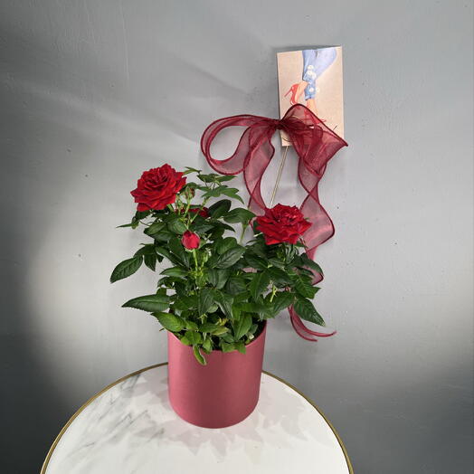 Роза красная + бант 🎀 + открытка + крафт кашпо подарочное