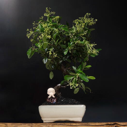 Бонсай Пираканта, 40см, 10 лет