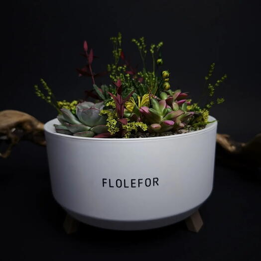 Садик из суккулентов в белом кашпо на ножках