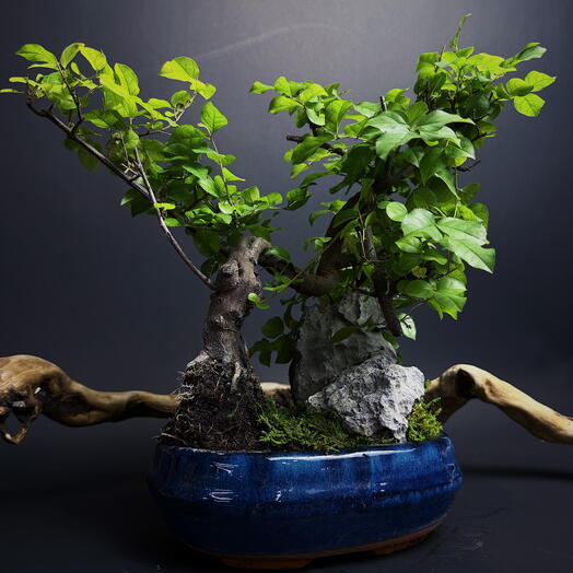 Дерево Сагереция бонсай в керамическом кашпо