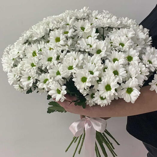 Кустовые хризантемы 25