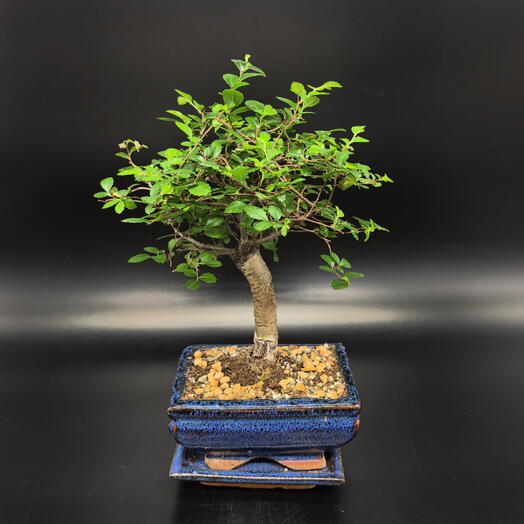 Бонсай Вяз в синей керамической бонсайнице