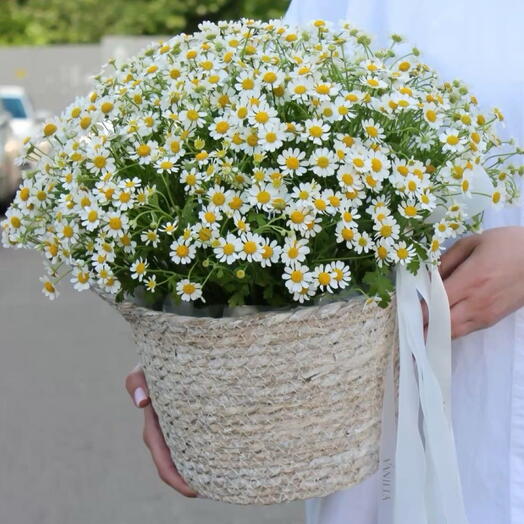 Корзина с цветами (танацетум)