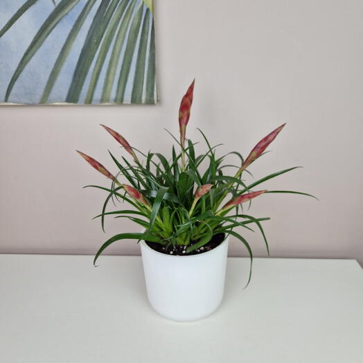 Indoor Vrisea flower in a white pot