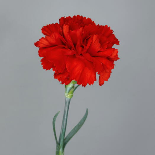 Гвоздика красная