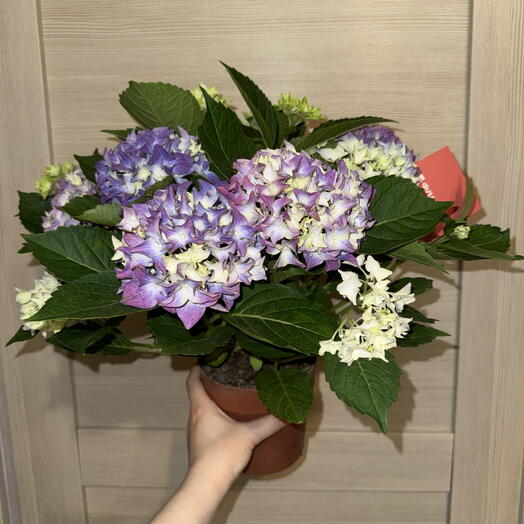 Гортензия в горшке фиолетовый цветок 💜