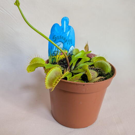 Венерина мухоловка в горшке (Дионея) / Dionaea Muscipula Мухоловка хищник (4)