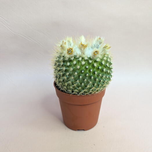 Кактус Мамиллярия в горшке 🌸 Цветущие суккуленты Mammillaria (1)