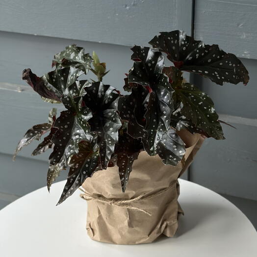 Бегония Black Forest