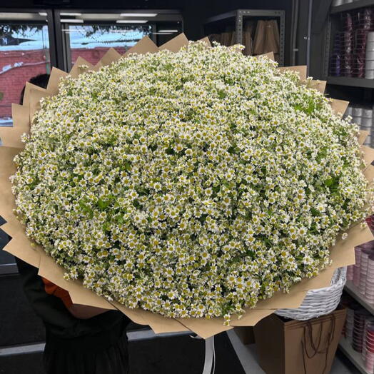 Букет из 351 кустовой ромашки XXL