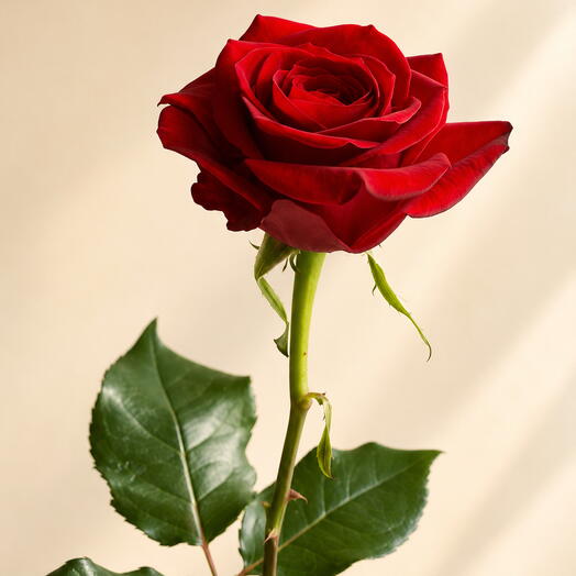 Красная российская роза 50 см 🌹 (по шт.)