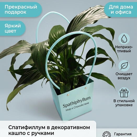Спатифиллум («Женское счастье») в белом кашпо, диаметр 12 см / Комнатное живое растение в горшке для дома и офиса