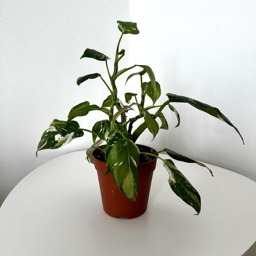 Philodendron White Princess