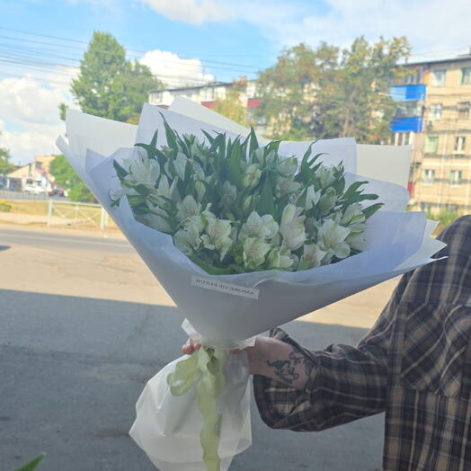 Стойкая альстромерия