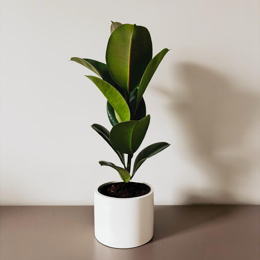 Musa Plants