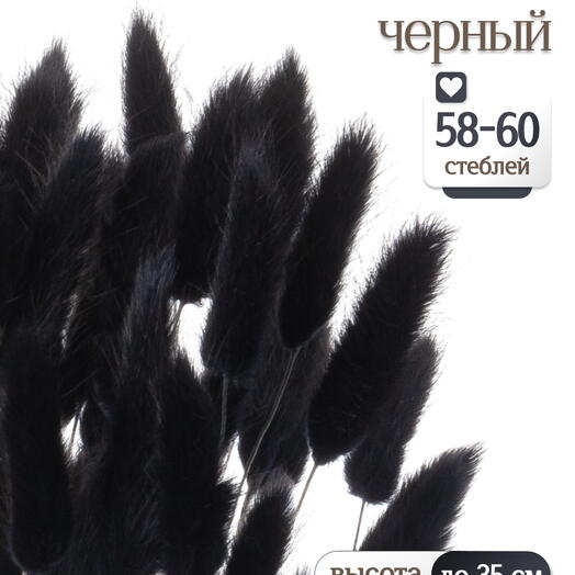 Лагурус чёрный 60 шт. Высший сорт. Высота 25-35 см М242