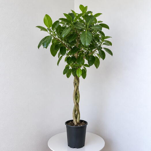 Ficus Audrey