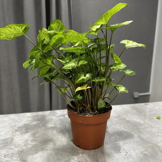 Синнгониум вариегатный(Syngonium variegata)