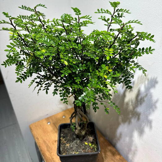 🌿 Мирт Бонсай — дерево спокойствия и гармонии