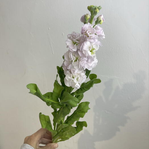 Метеолла розовая