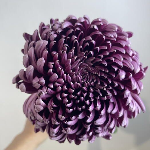 Хризантема одноголовая фиолетовая 💜