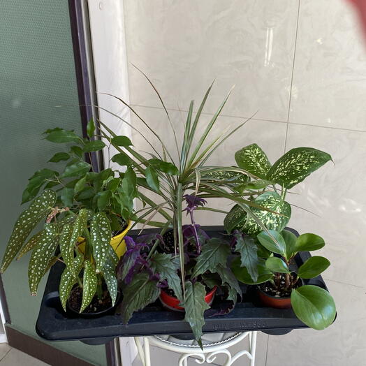 Микс из 6 комнатных растений 💚