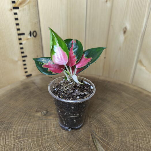 Аглаонема Суксом Джайпонг Aglaonema Suksom Jaipong
