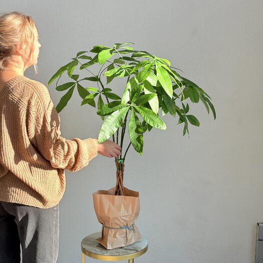 Пахира акватика (Pachira aquatica), она же «денежное дерево» или Money Tree
