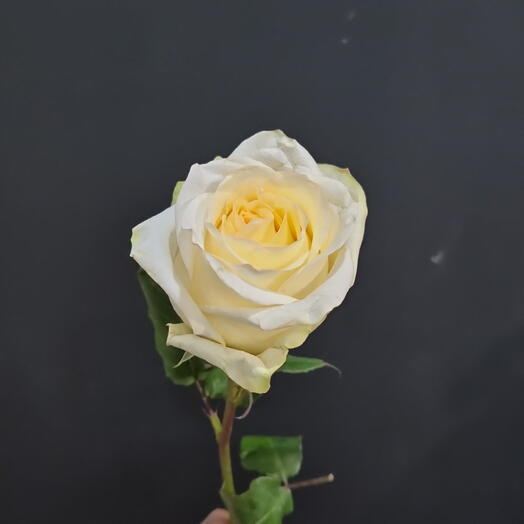 Роза кандилайт