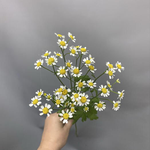Ромашка